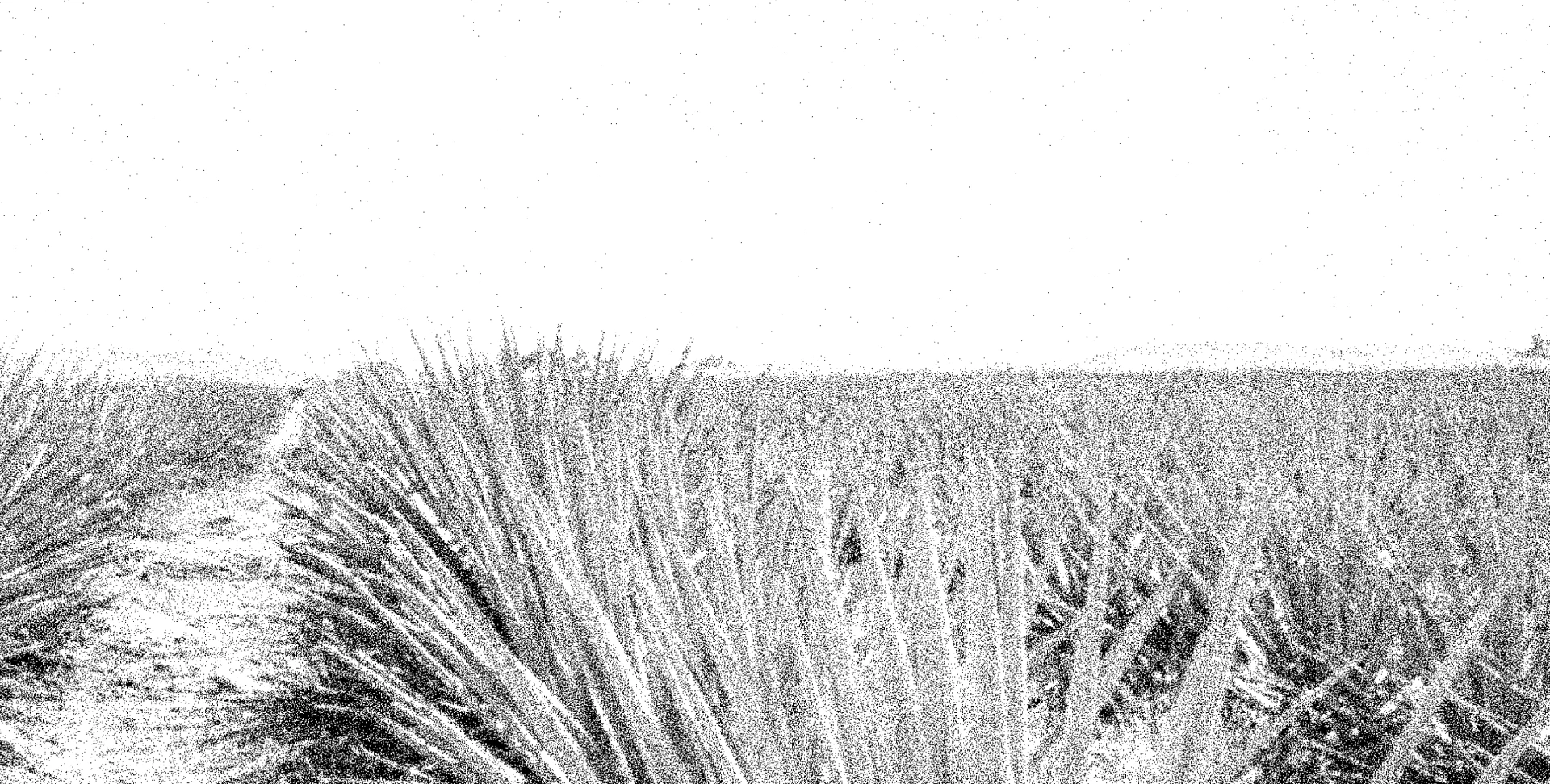 Blue agave fields in Jalisco